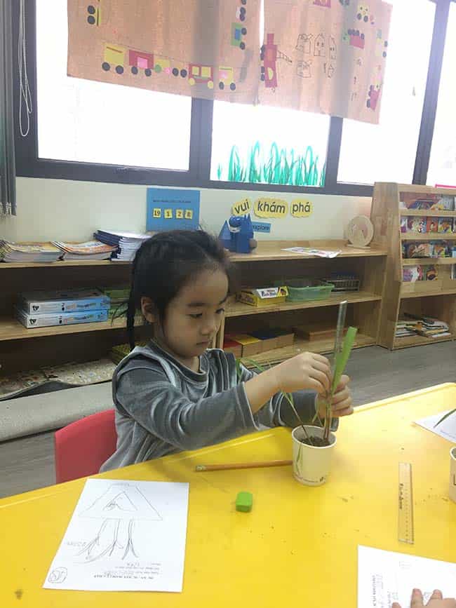 Trường Mầm non Hanoi Academy &#8211; Phương pháp dạy học theo dự án với chủ đề &#8220;Sự nảy mầm của hạt&#8221;