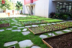 Dự án vườn rau xanh tại Hanoi Academy: Nuôi dưỡng sự phát triển - Truyền cảm hứng học tập bền vững 10 587267274 1289613856541402 6583775196059859601 n