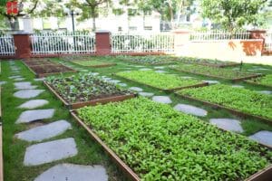 Dự án vườn rau xanh tại Hanoi Academy: Nuôi dưỡng sự phát triển - Truyền cảm hứng học tập bền vững 12 588873065 1289613849874736 2451545694539100904 n