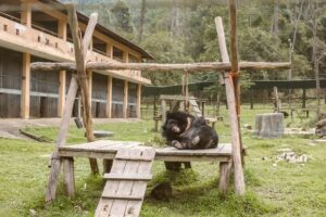 Nuôi dưỡng tình yêu thiên nhiên qua chuyến tham quan tại Trung tâm cứu hộ Gấu Việt Nam 17 645487900 1373883244781129 854050750150361202 n